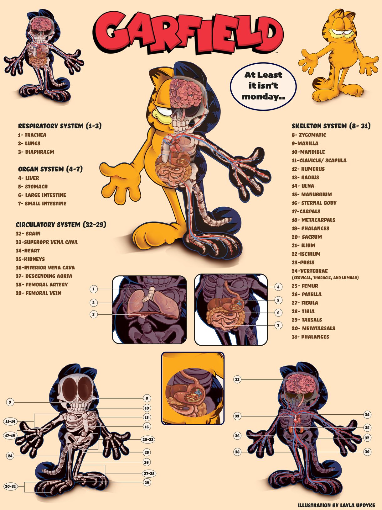 Anatomical character dissection of Garfield created by Layla Updyke, an undergraduate in Illustration at CCAD.