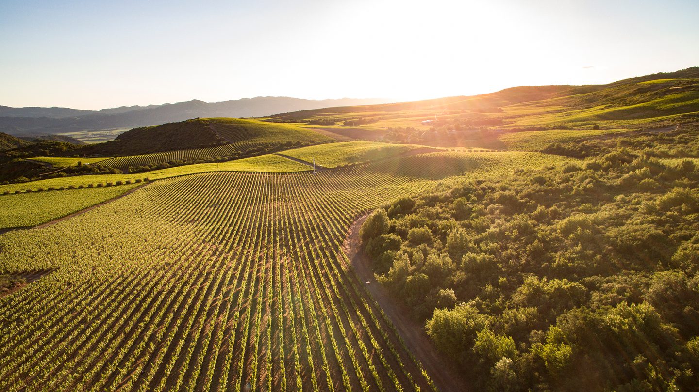 Stagecoach20 Vineyard