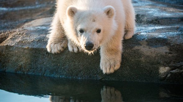 Polar bear nora 4482 grahm s jones columbus zoo and aquarium
