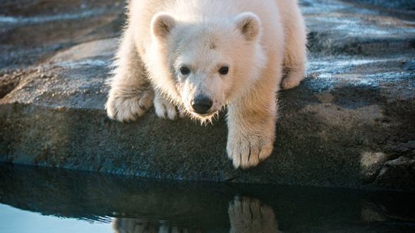 Polar bear nora 4482 grahm s jones columbus zoo and aquarium