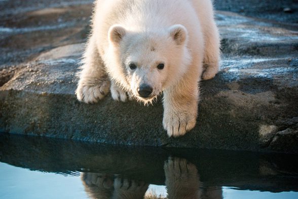 Polar bear nora 4482 grahm s jones columbus zoo and aquarium